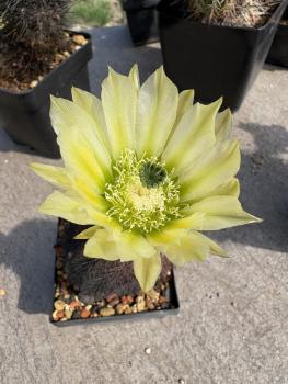 Echinocereus pectinatus